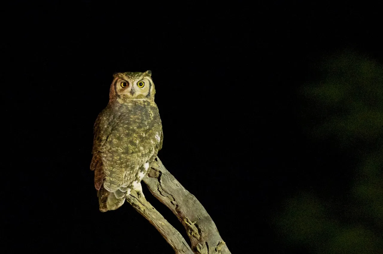 owl1180732_1280.jpg