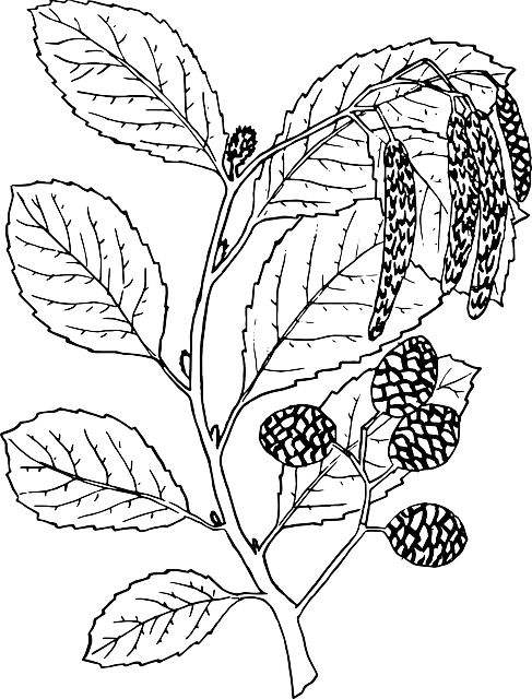 alder37696_640.png