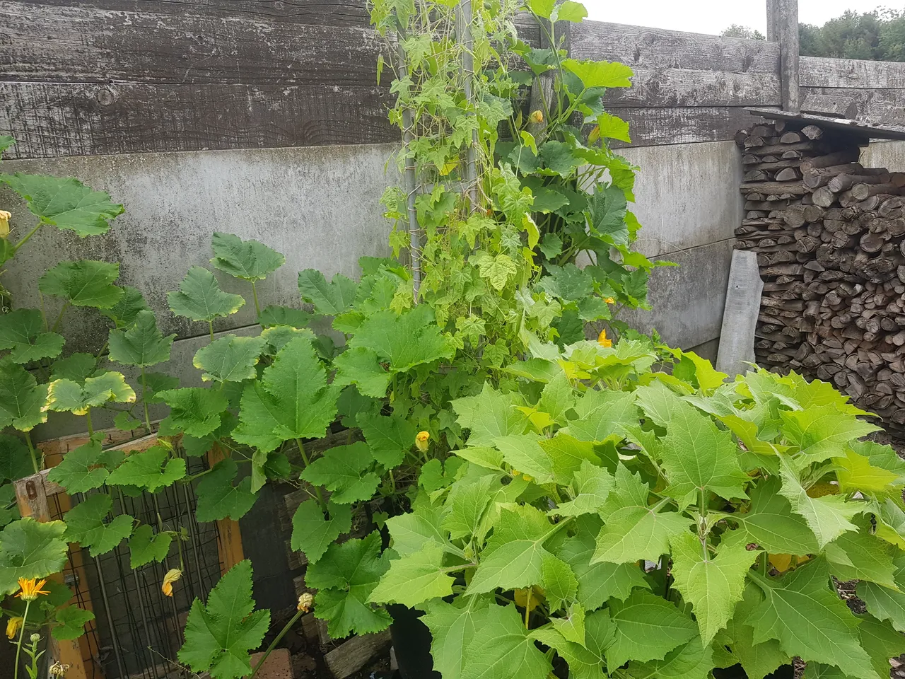20180828_124403.jpg