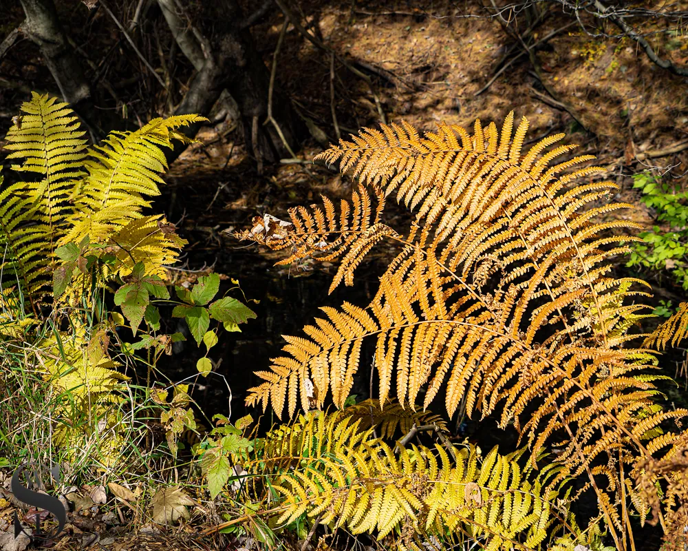 1 1 fall colors4.jpg
