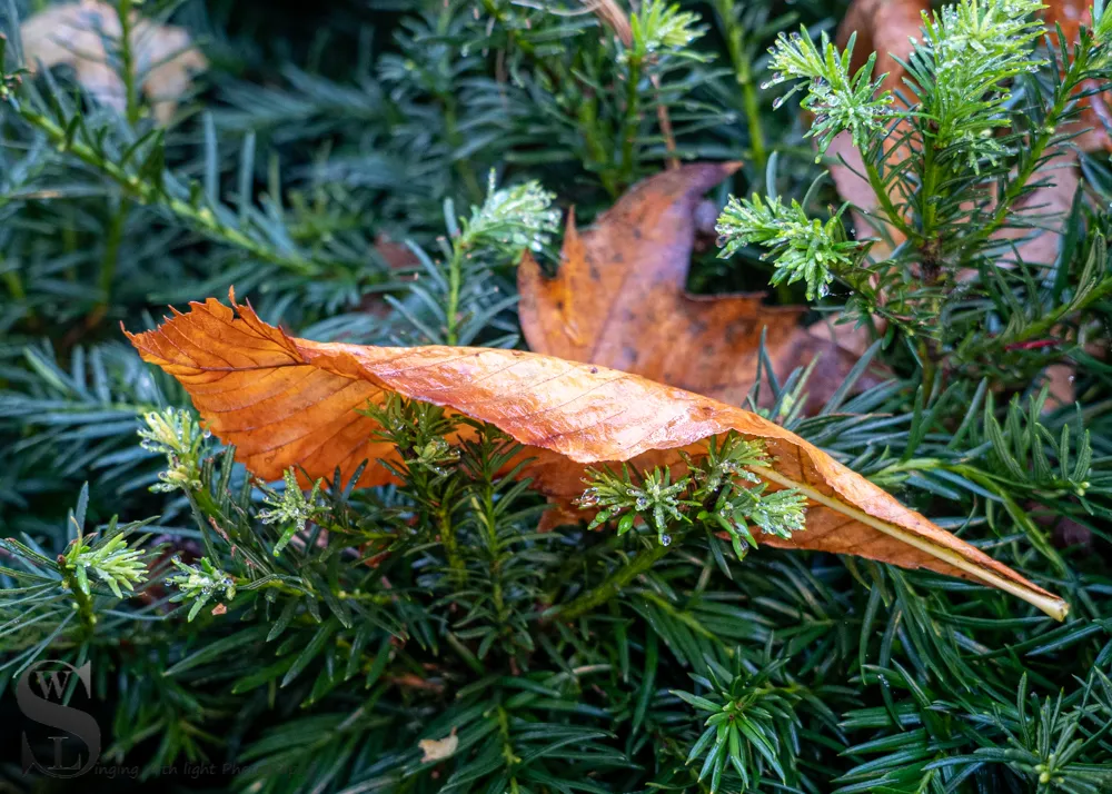 1 1 fall colors3.jpg