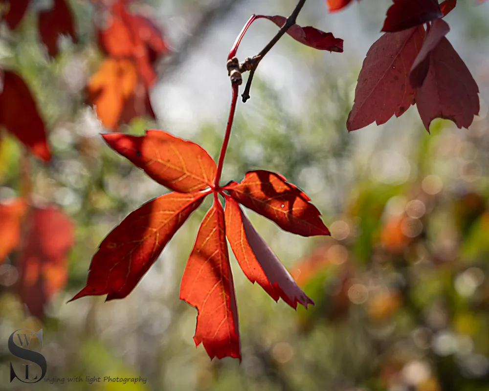 1 1 fall colors5.jpg