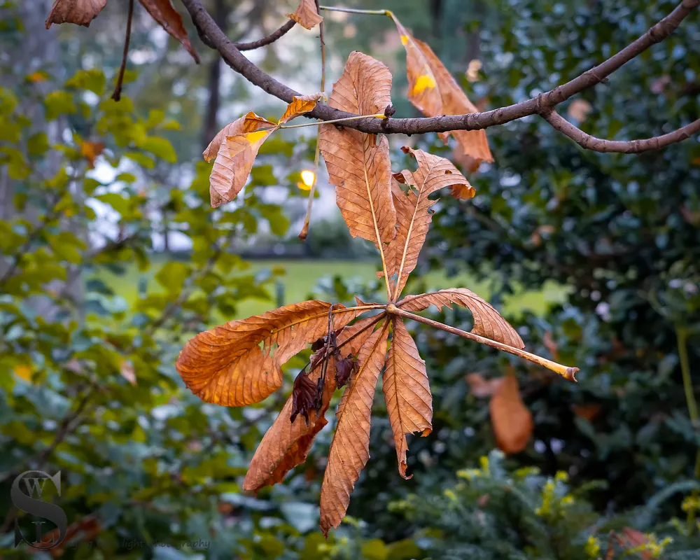 1 1 fall colors2.jpg