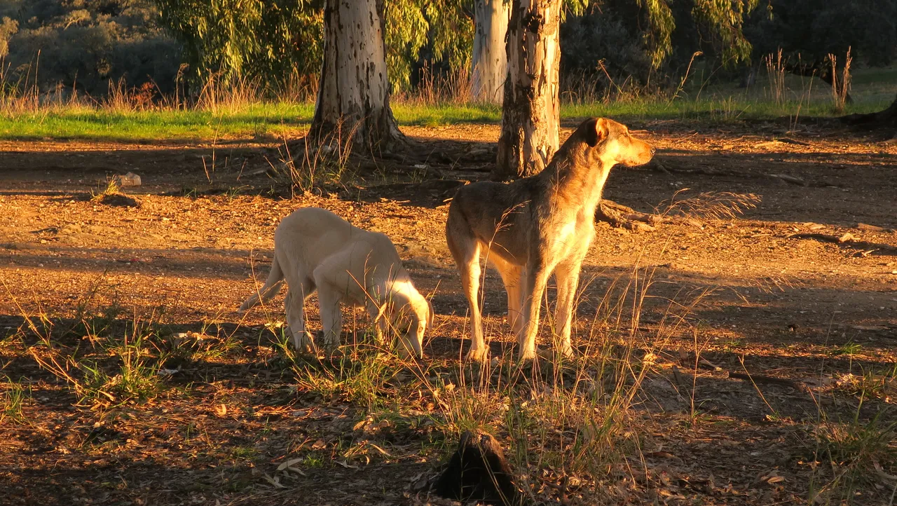 Dogs in the morning.jpg