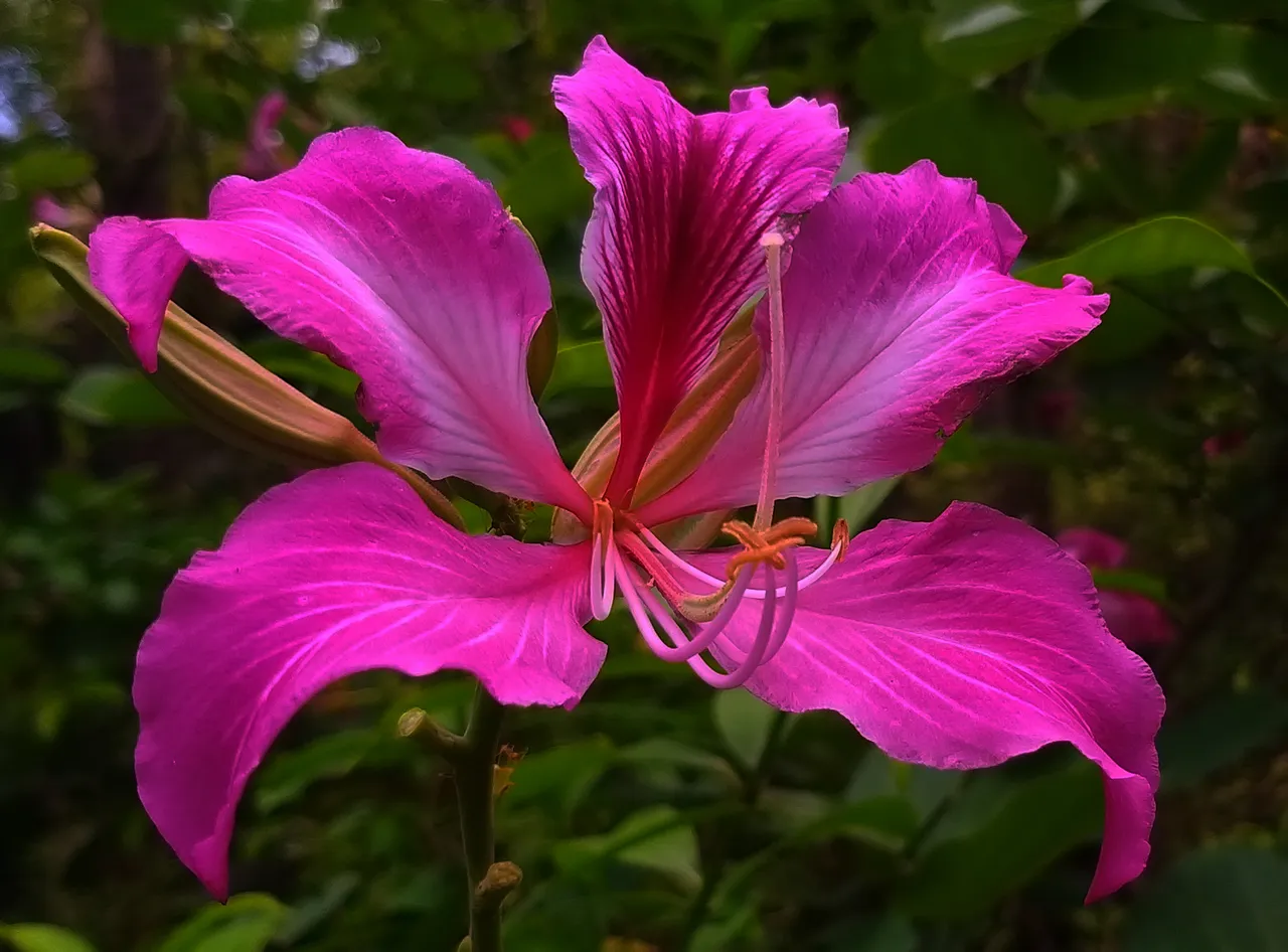 flower_67.jpg