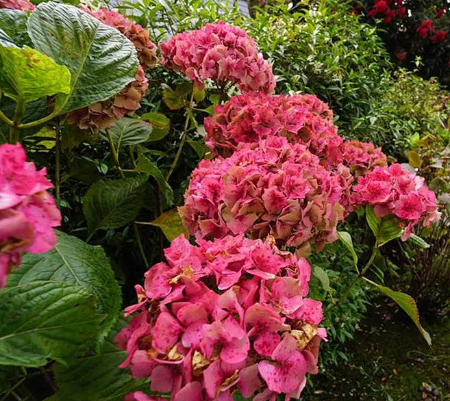 flower_46.jpg