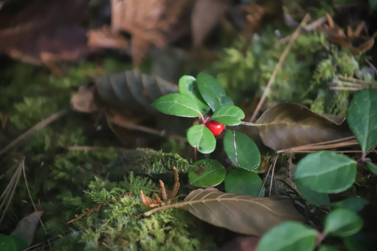 Wintergreen