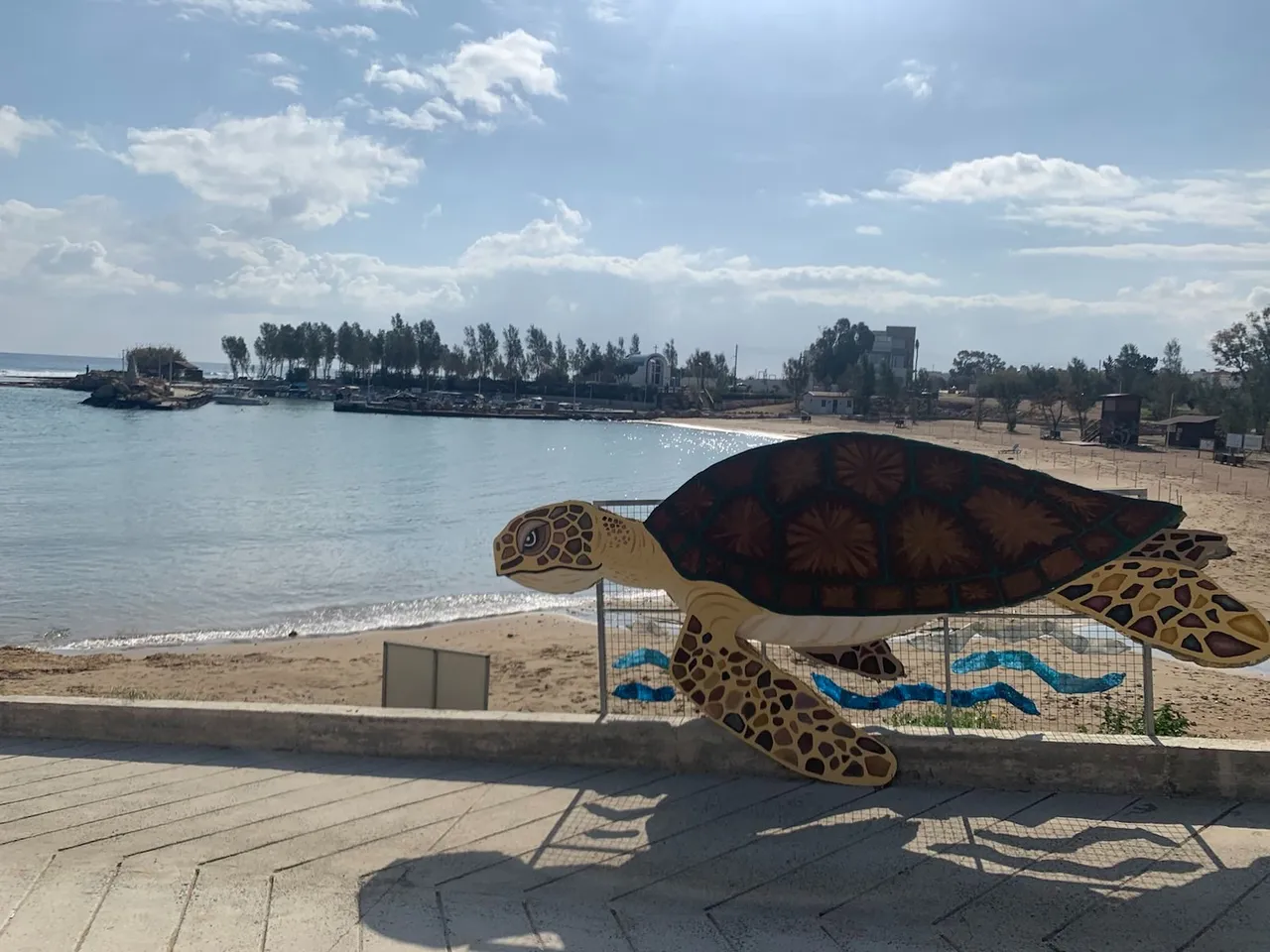 turtle_2.jpeg