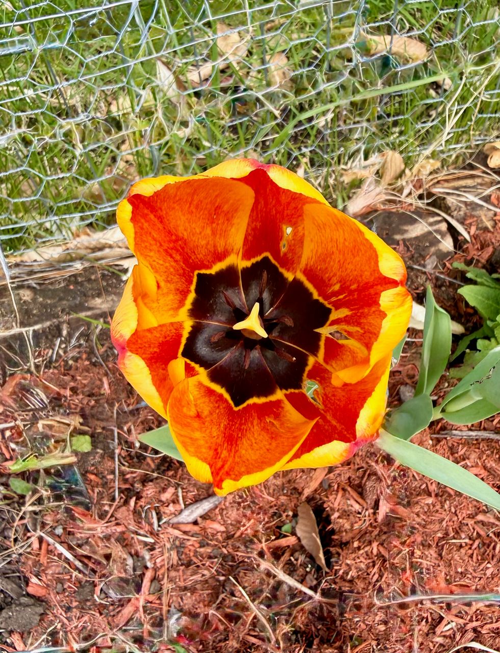 Yellow w/ Red black core