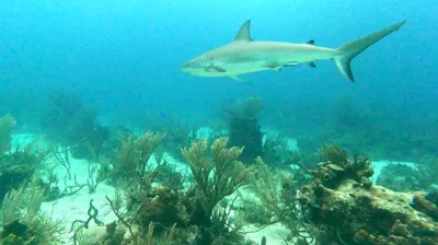 Sharks are pretty chill