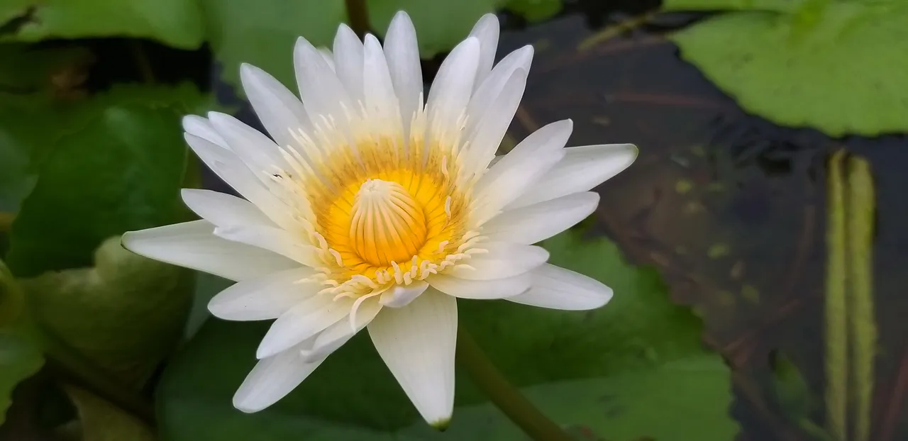 flower_3u.jpg
