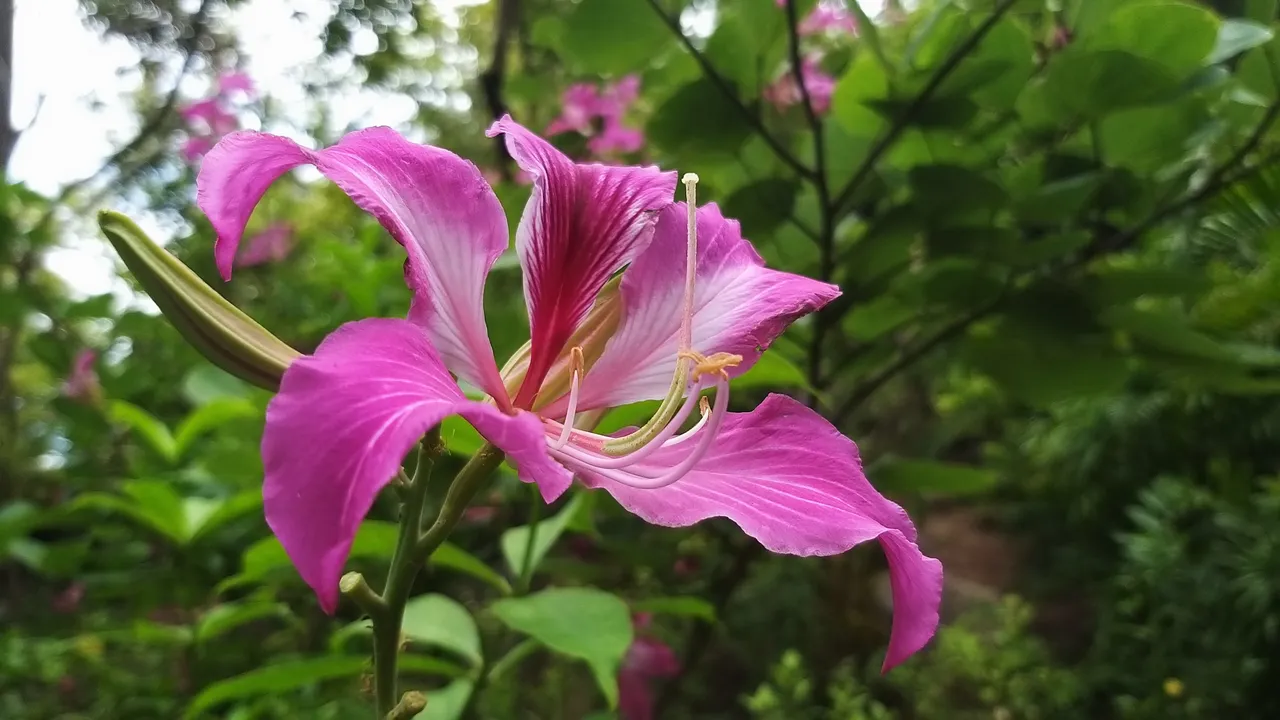flower_66.jpg
