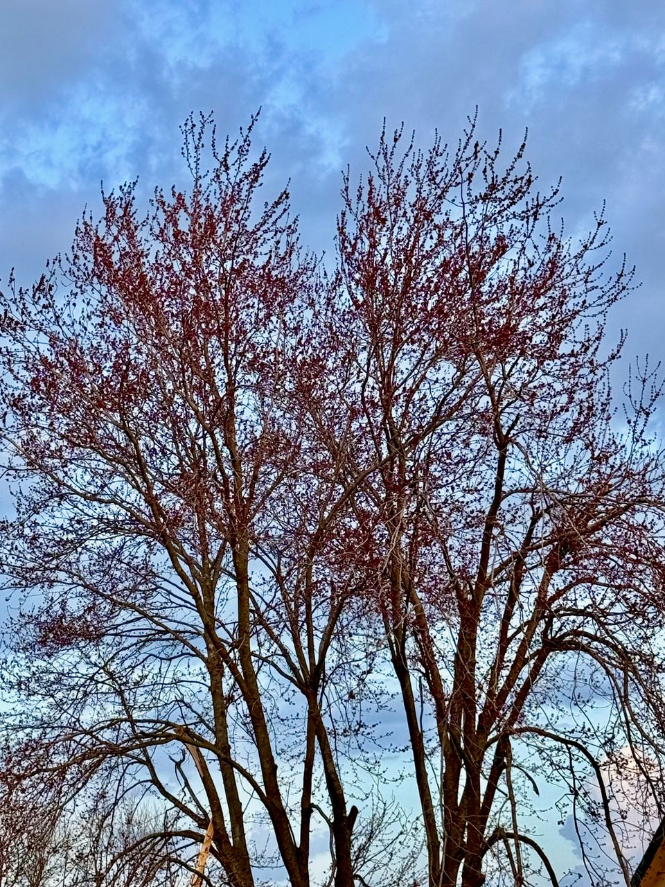 Maple Tree