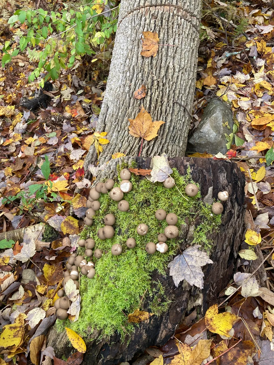 Tree fall