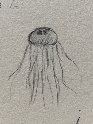 jellyfish 🪼