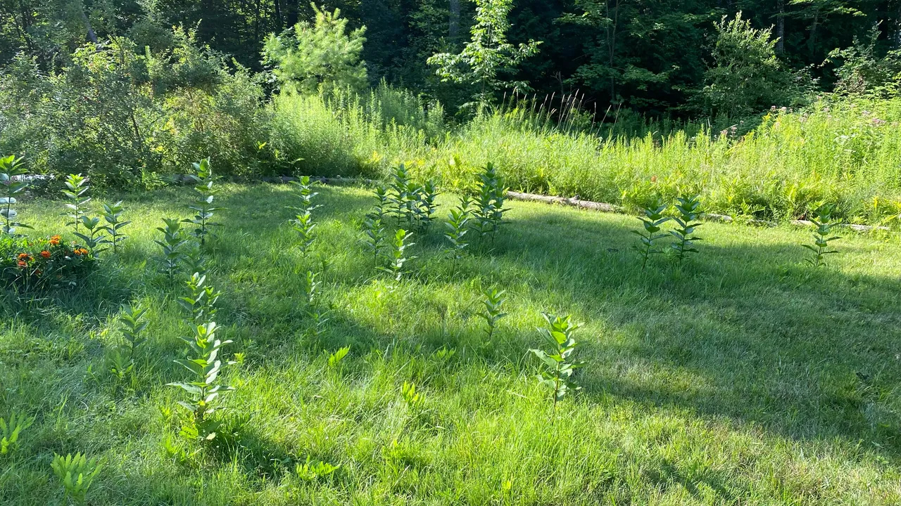 Milkweed