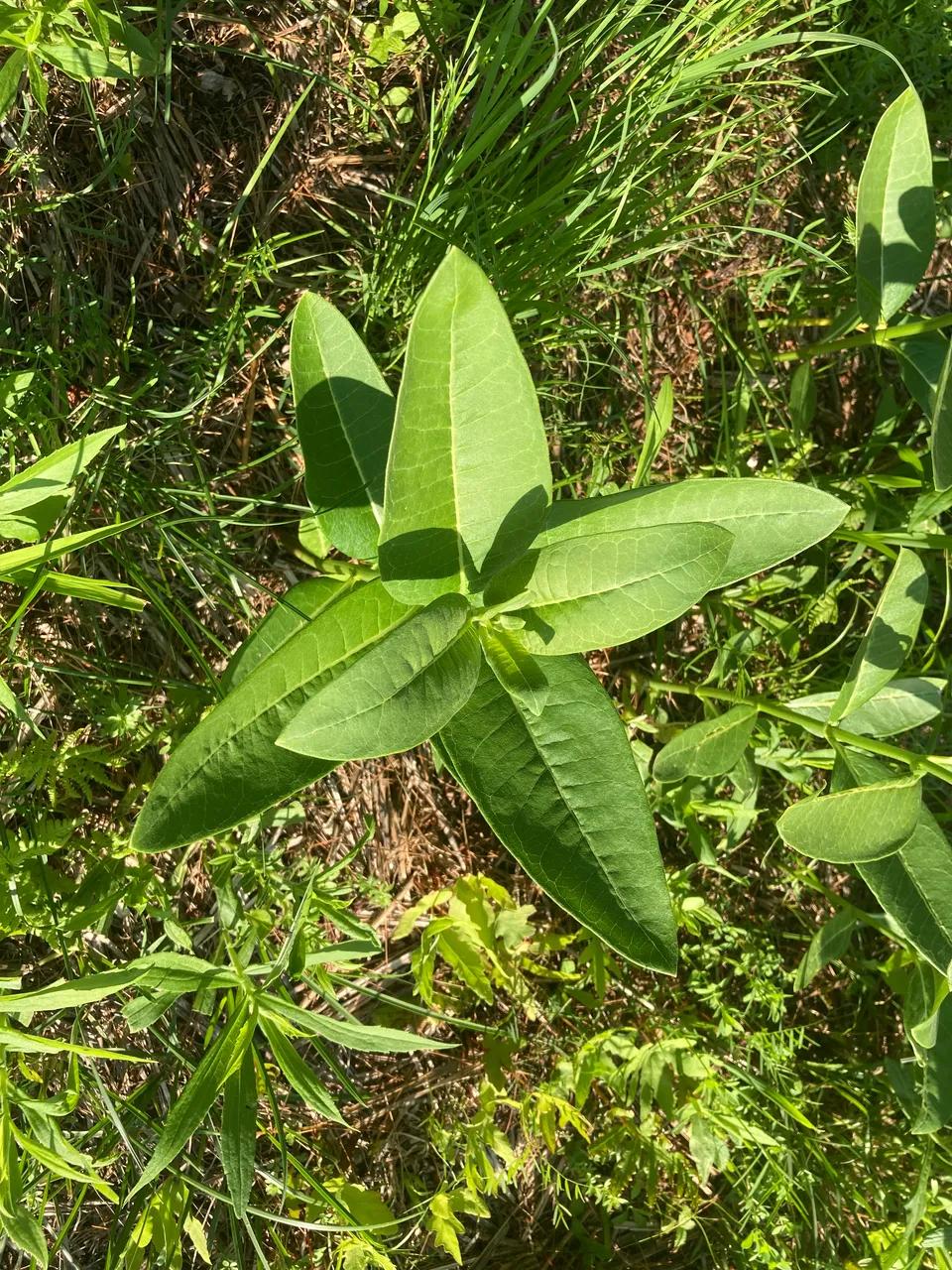 Milk Weed