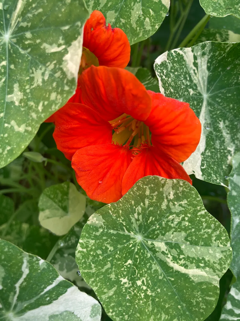 Nasturtium