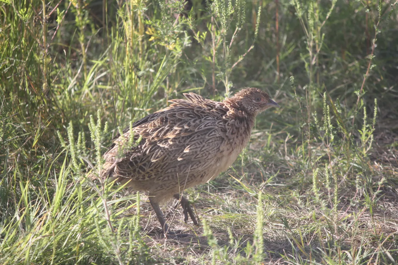 pheasant2.jpg