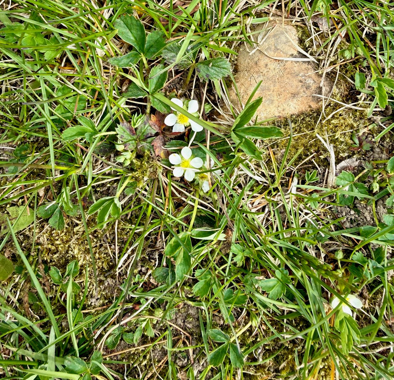 Wild strawberry