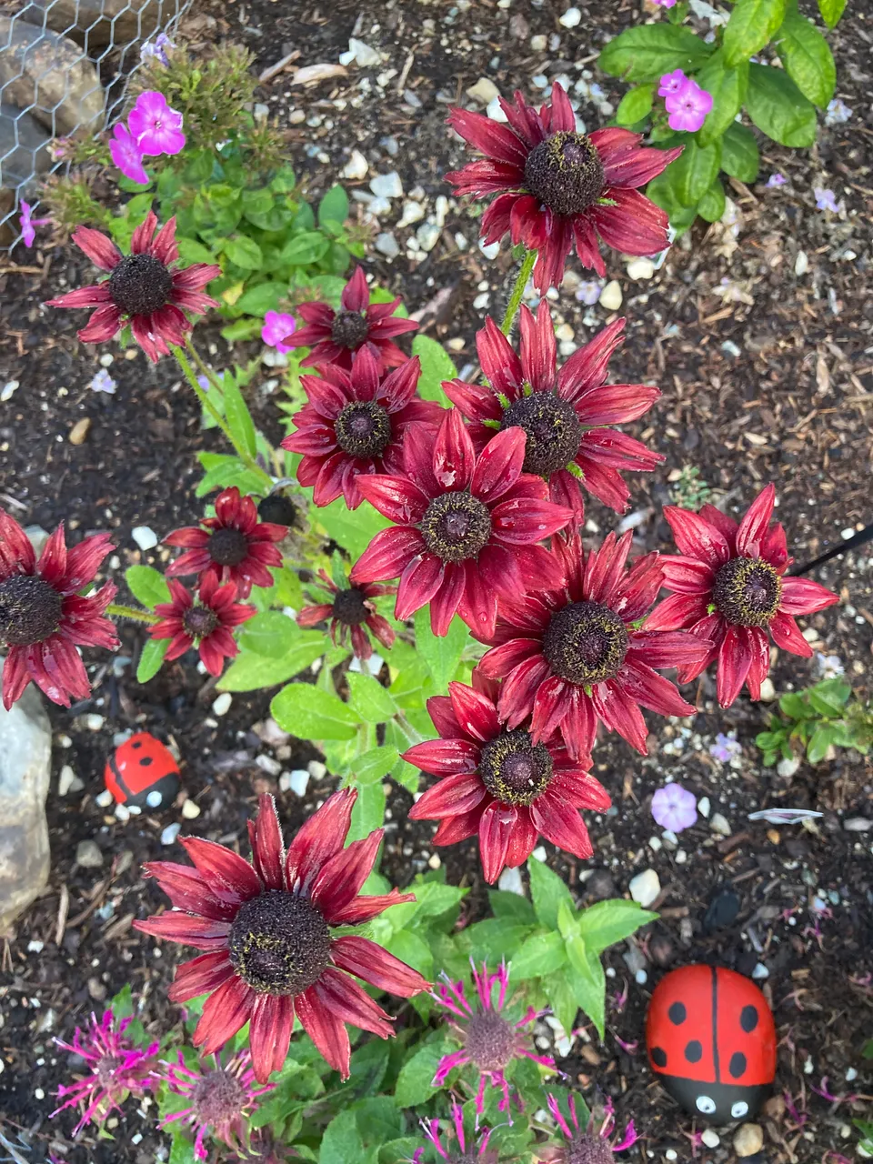 Rudbeckia