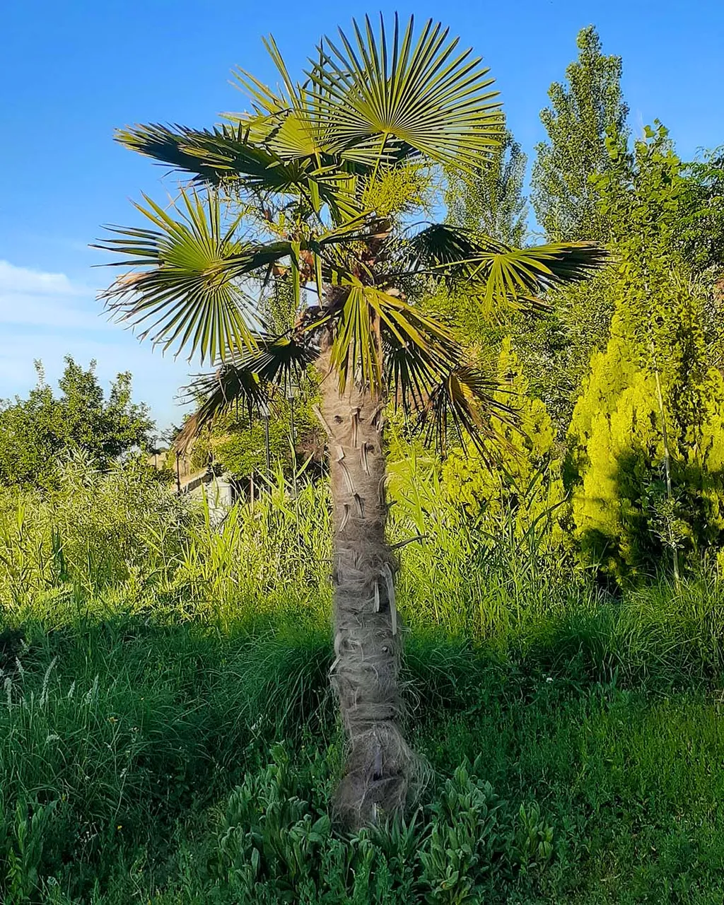 palm_tree