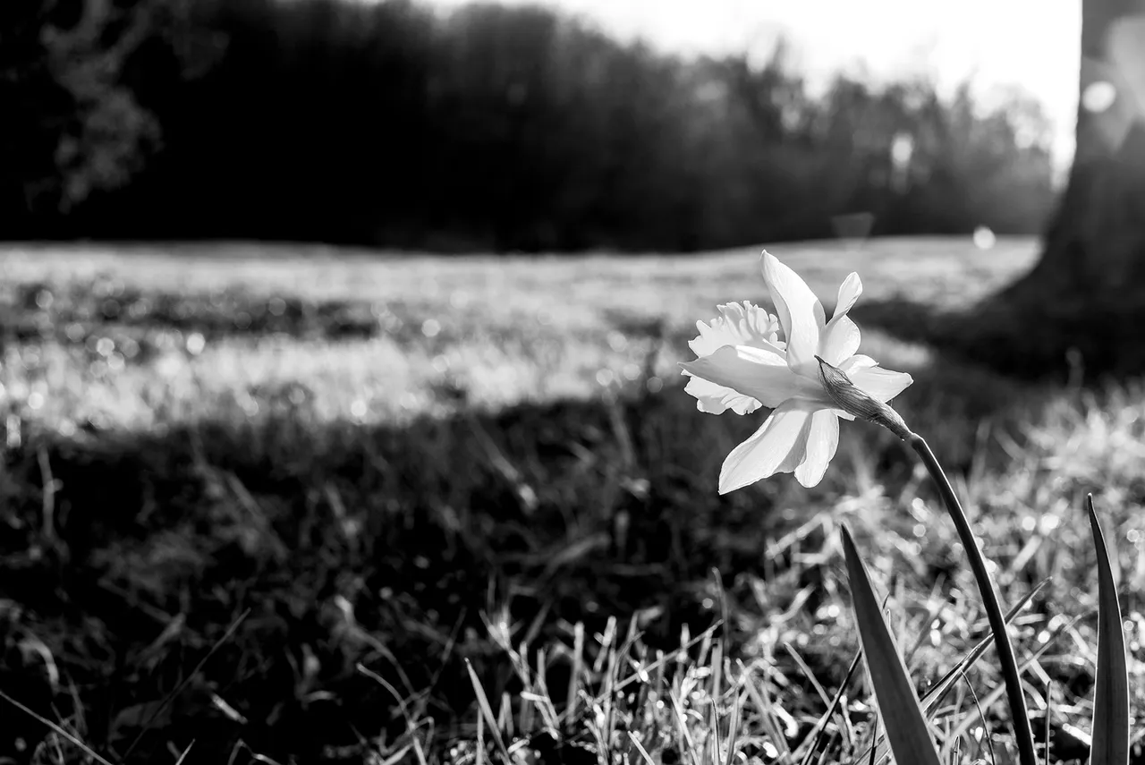 daff_4_bw.jpg