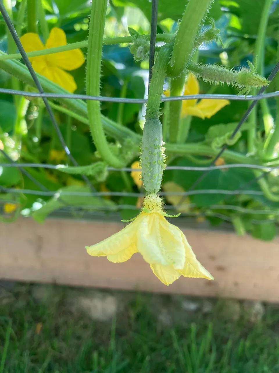 Baby Cuke