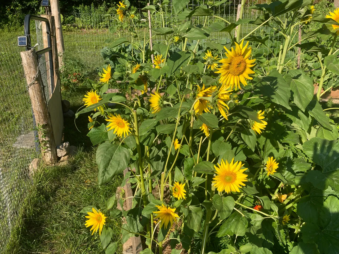 Sunflower Survivors