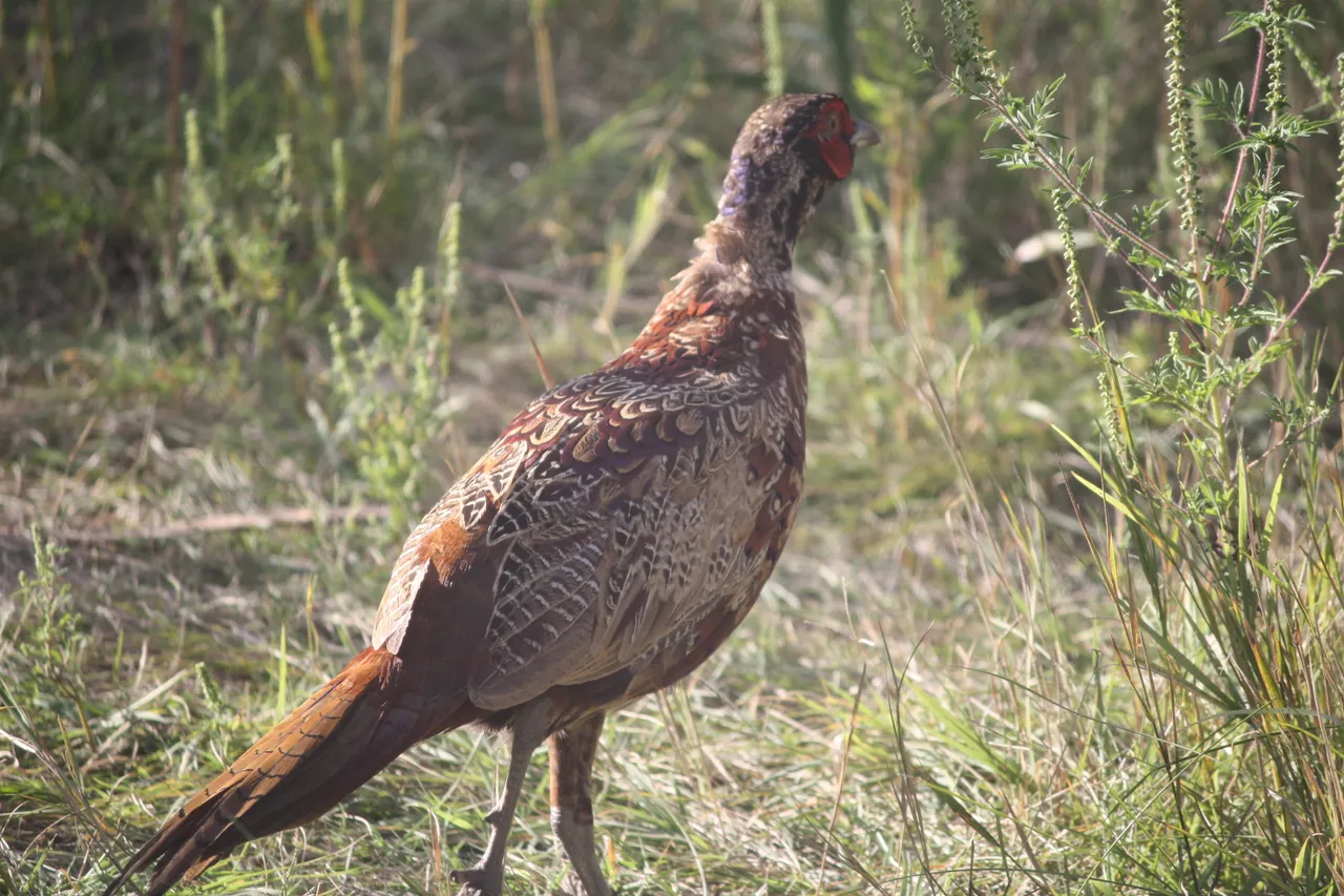 pheasant1.jpg