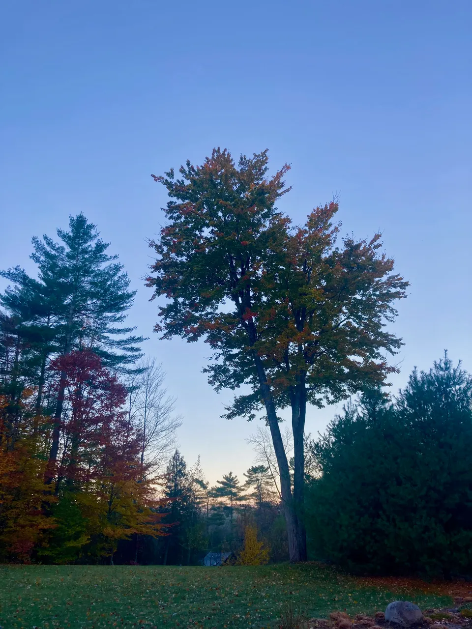 Maple morning