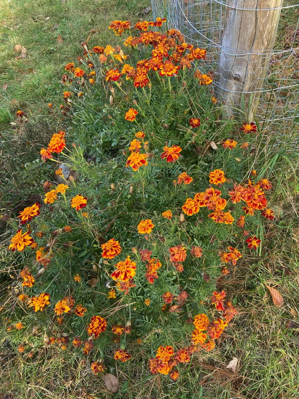 Marigolds
