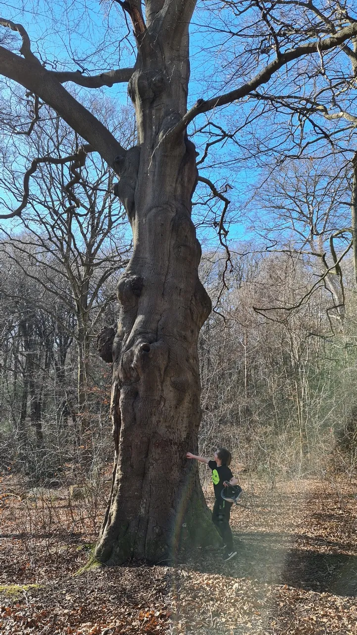 jack_tree.jpg