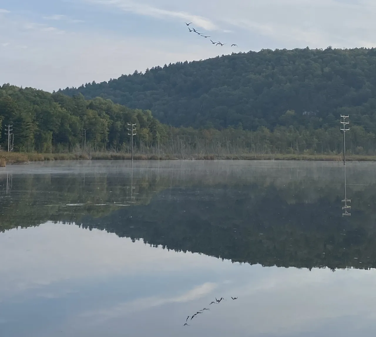 Geese with reflection