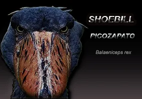picozapato.png
