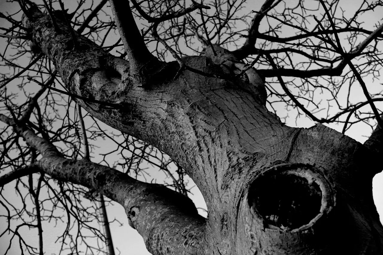 _MG_8657bw.jpg