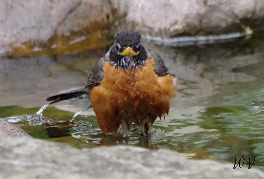 bird-bath2.jpg