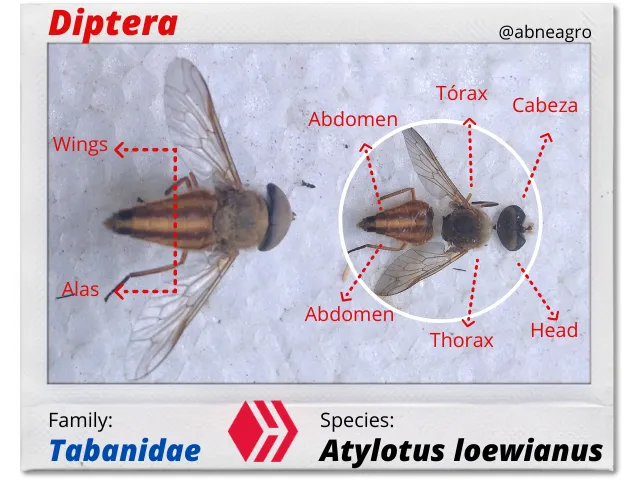 Diptera(5).png