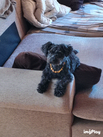 IMG_c1wgn0.gif