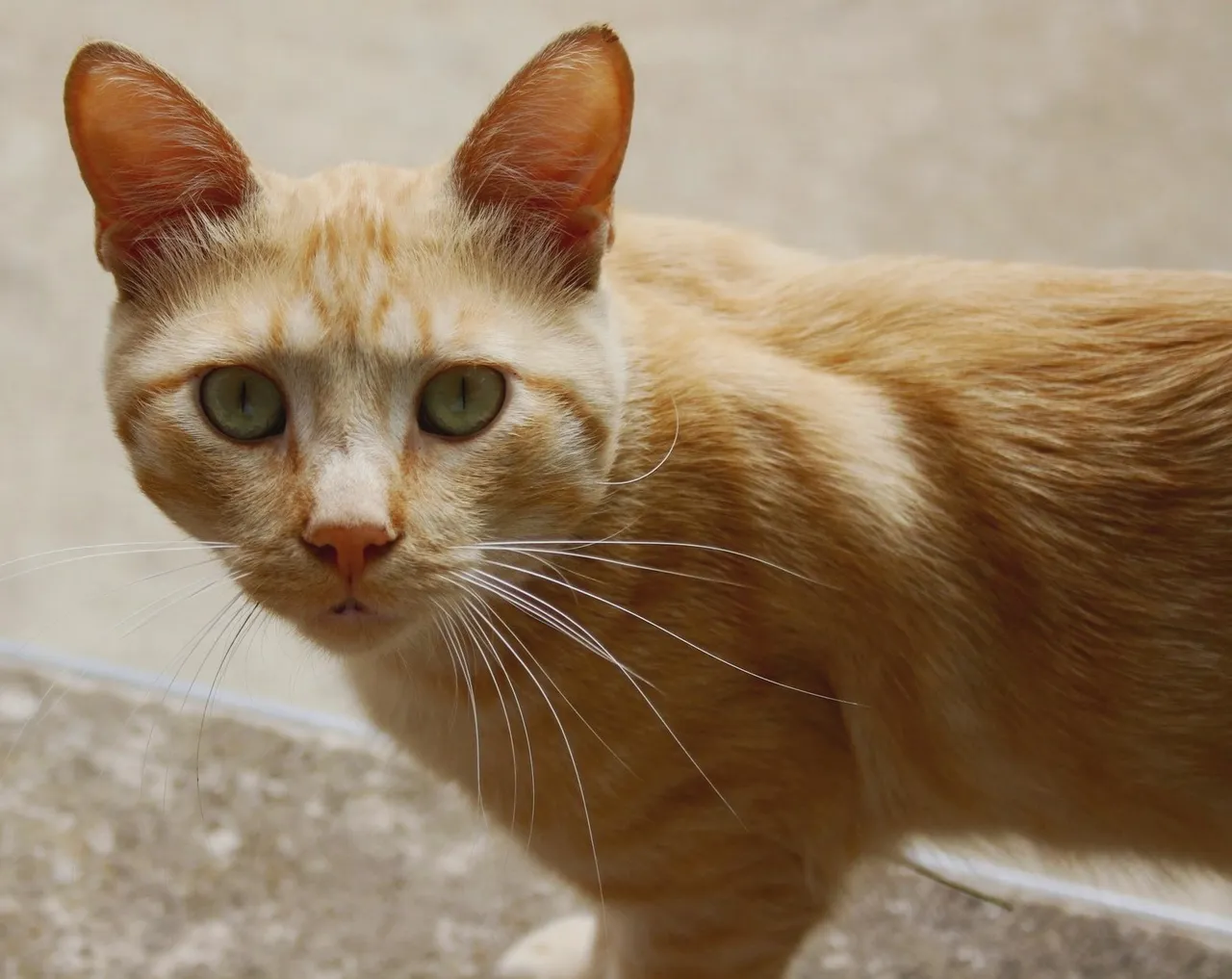 Catire p.jpg