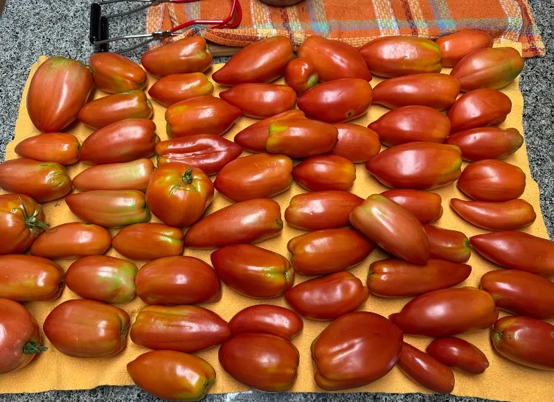 tomatoes-5.jpg