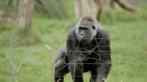 shitsling3.gif