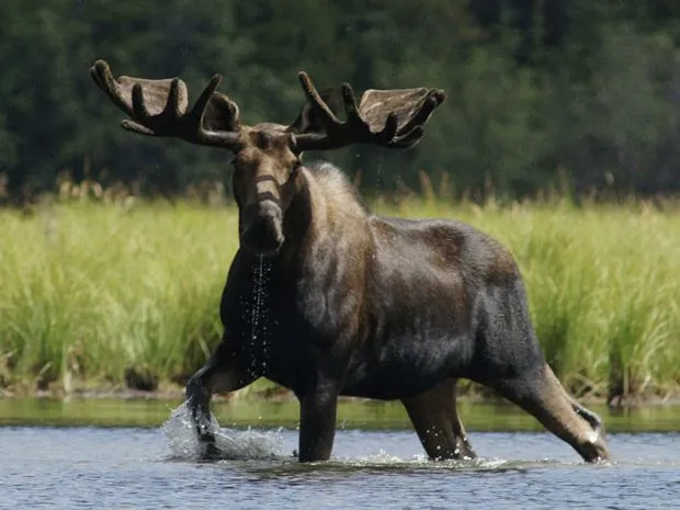 0622-moose.jpg