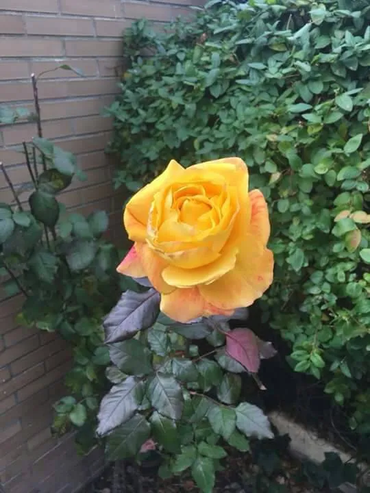 fotos 1701.jpg