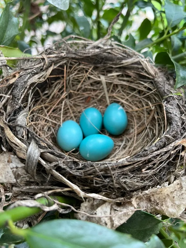 robin-eggs.jpg