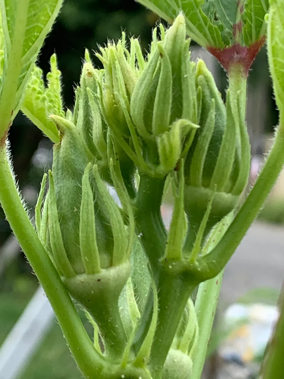 vegetable5.jpg