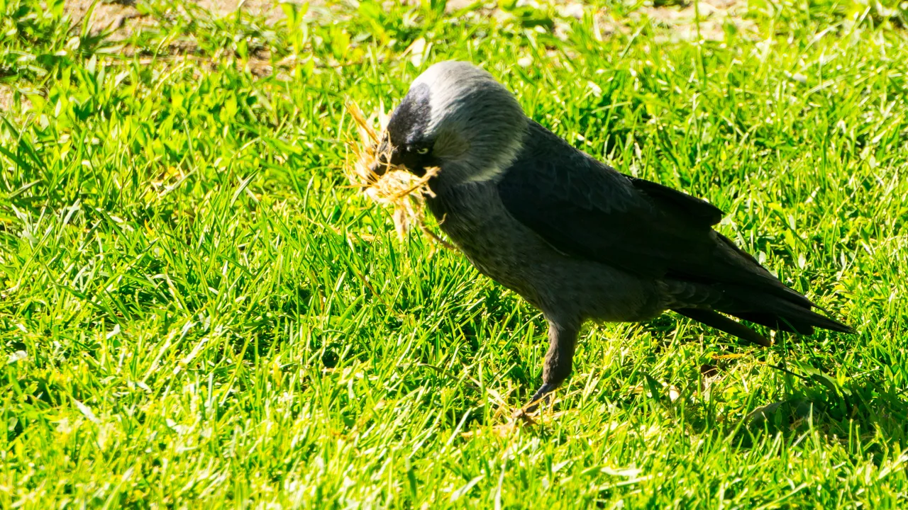 DSC09440-4.jpg