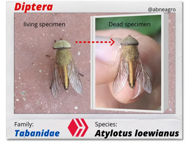 Diptera(4).png