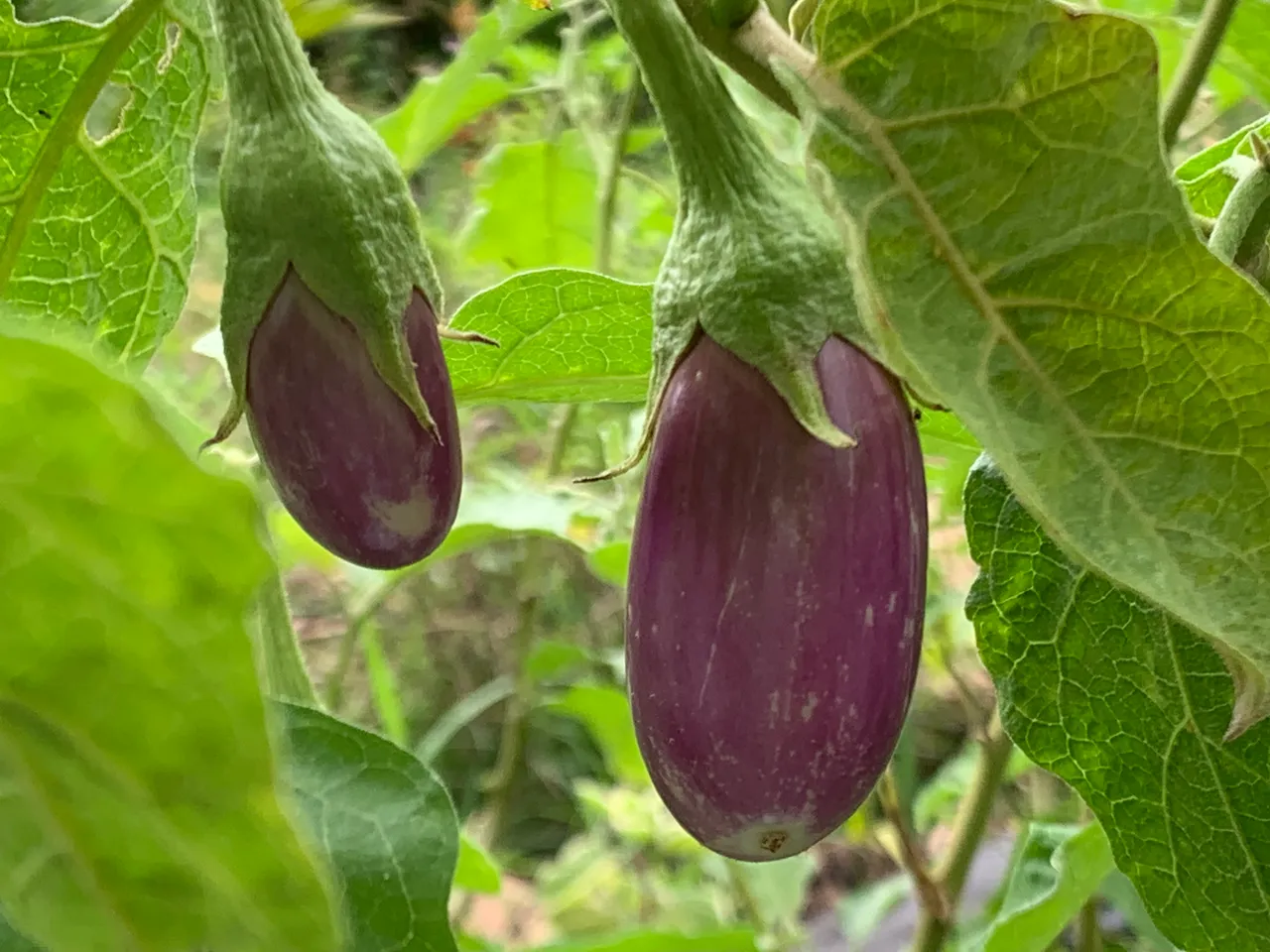 vegetable2.jpg