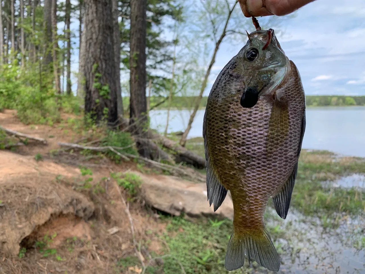 bluegill2.jpeg